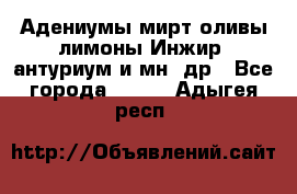 Адениумы,мирт,оливы,лимоны,Инжир, антуриум и мн .др - Все города  »    . Адыгея респ.